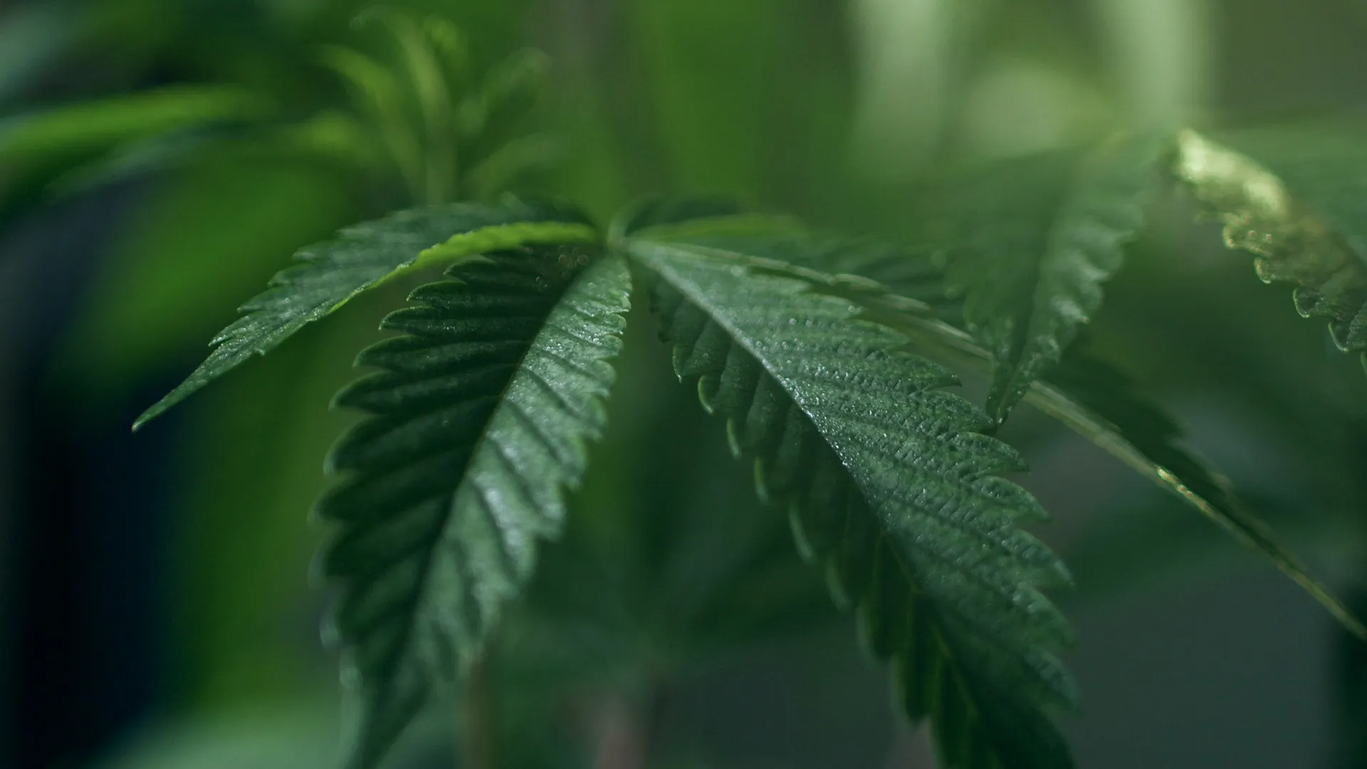 Picture of hemp