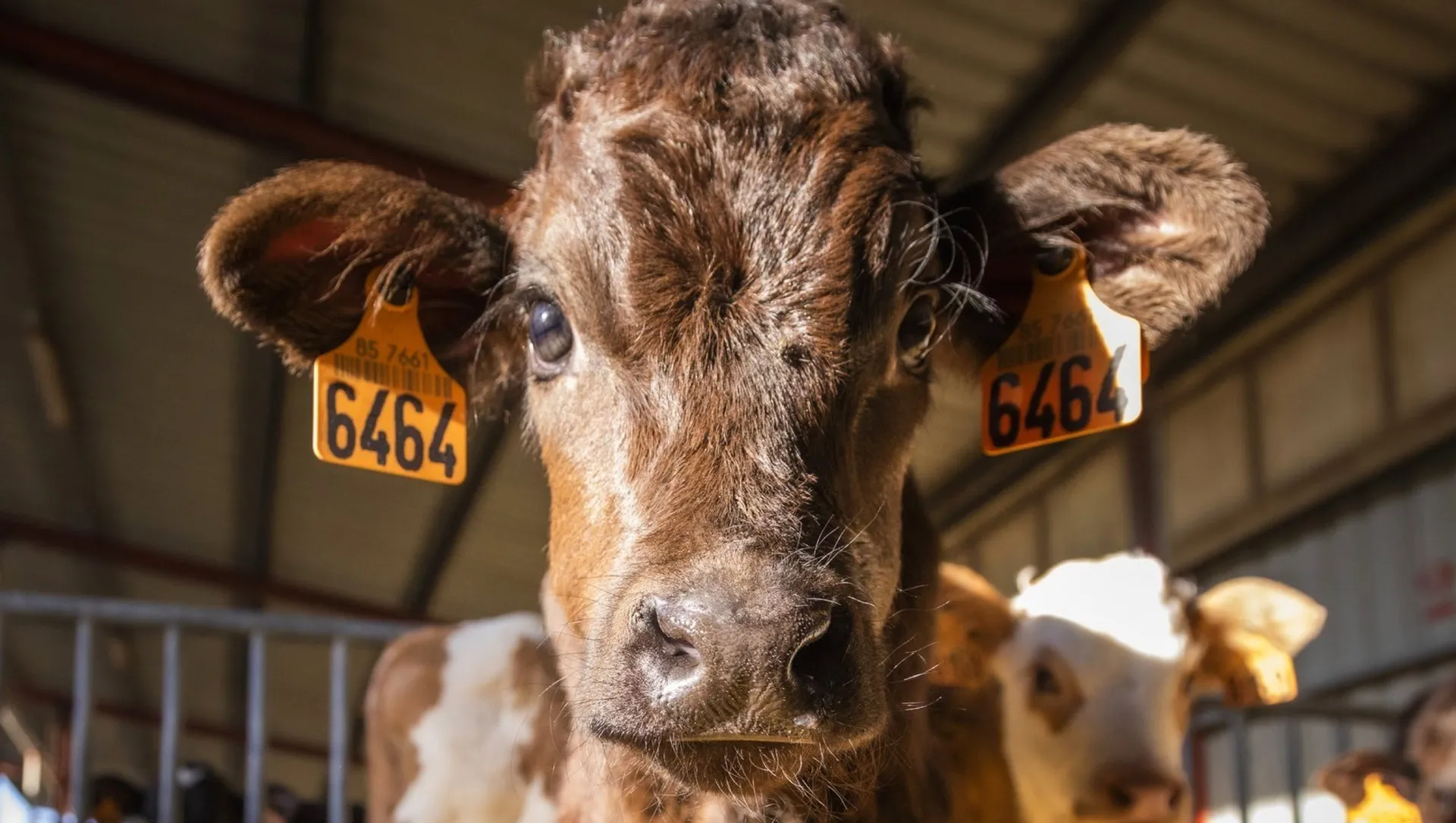 Image of cow